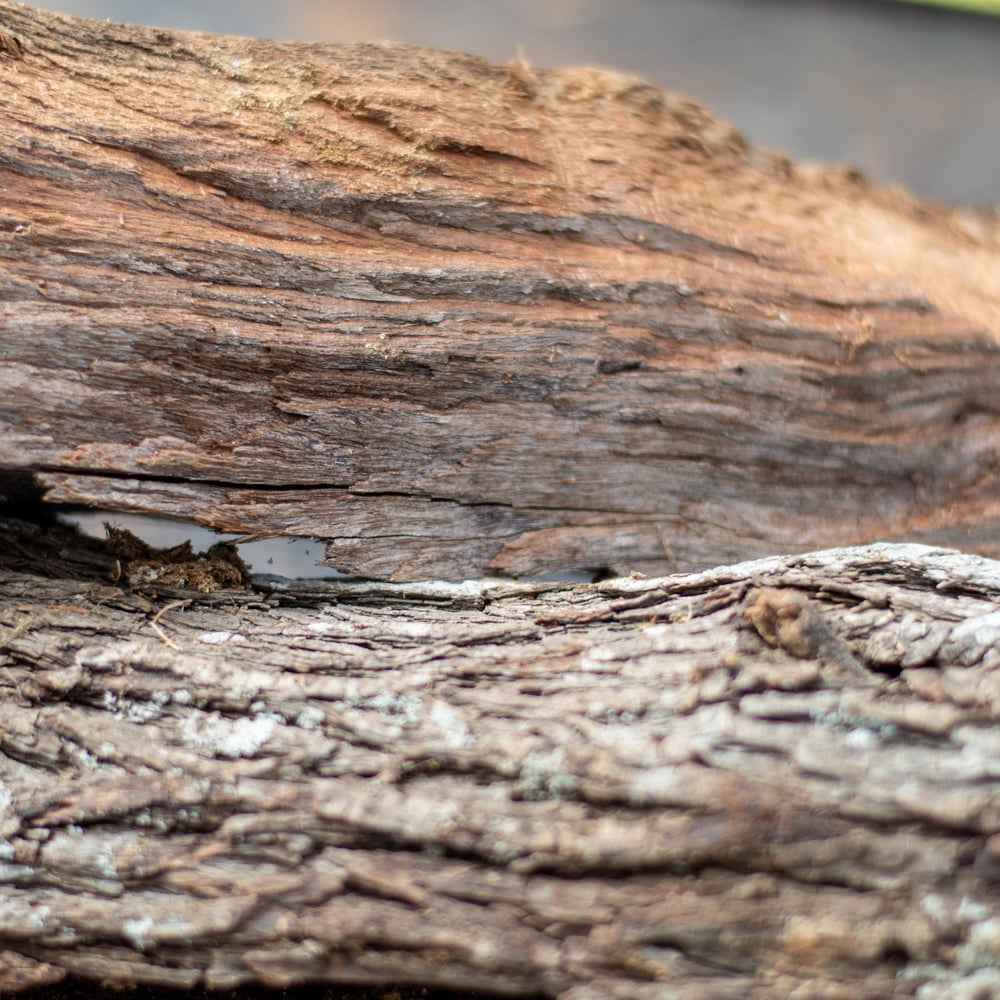 Premium Kiln-Dried Mesquite Firewood